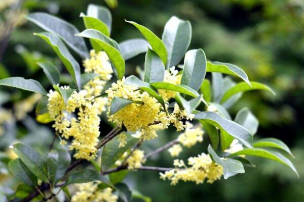 金桂花樹種植技術，建議在每年的3月份進行種植