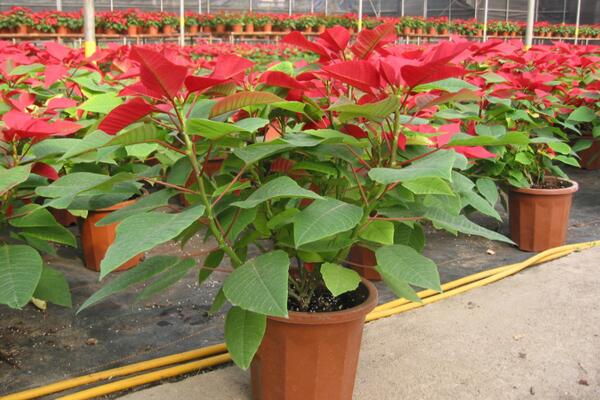 室內不適合養什么花草植物，看到這幾種植物請立即將它搬出去