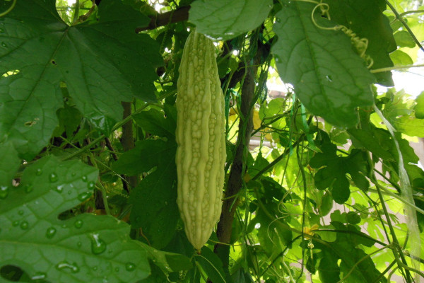 苦瓜種植技術，保障光溫水肥的滋養(搭建生長爬架)