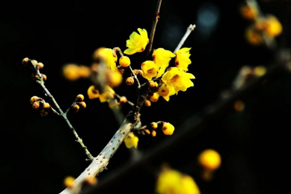 臘梅不開花怎么辦，加強光照并適當施肥