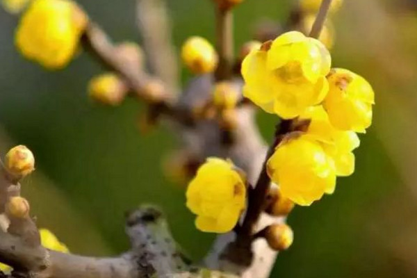 臘梅不開花怎么辦，加強光照并適當施肥