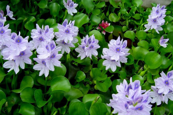 水葫蘆是什么植物，外來的浮水草本植物