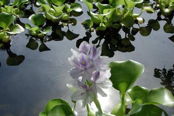 水葫蘆是什么植物，外來的浮水草本植物