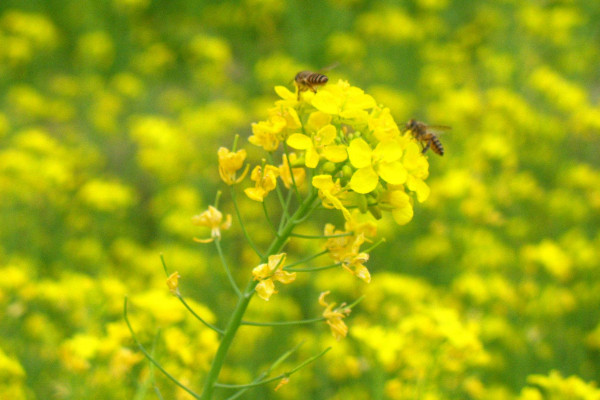 黃花菜有毒嗎，烹飪環(huán)境高于60℃就能去除毒素