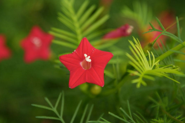 五角星花怎么養(yǎng)，土壤肥沃同時保證光照充足