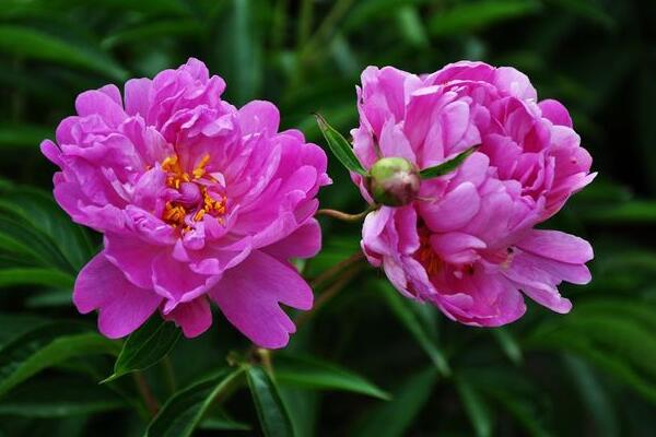 芍藥花怎么養，充足的光照以及合理的肥水