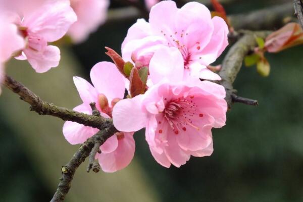 梅花冬天多久澆水一次，10天左右澆水一次即可