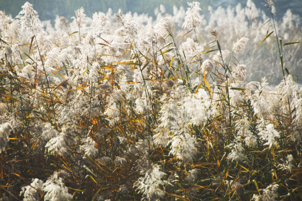 受傷的蘆葦不開(kāi)花是一部悲劇小說(shuō)，蘆葦花期在8~12月