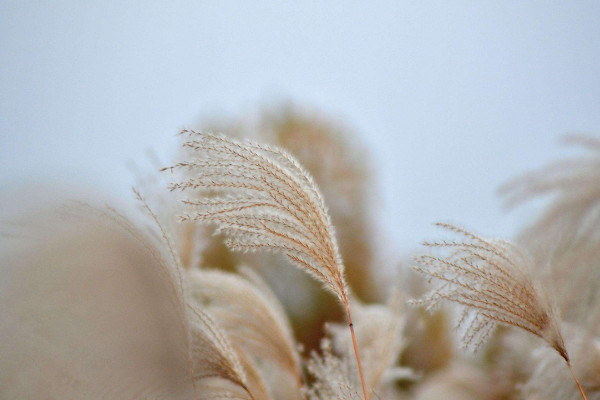 受傷的蘆葦不開(kāi)花是一部悲劇小說(shuō)，蘆葦花期在8~12月