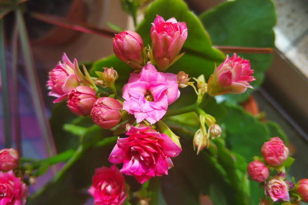 長壽花開花妙招，修剪施肥/通風增光/適當控溫