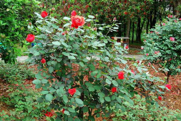 玫瑰花種植技術，建議在春秋季進行種植