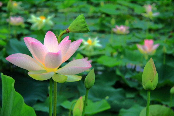 水生植物怎么養，保證光照、水分充足