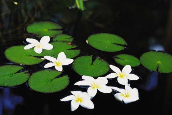 水生植物怎么養，保證光照、水分充足