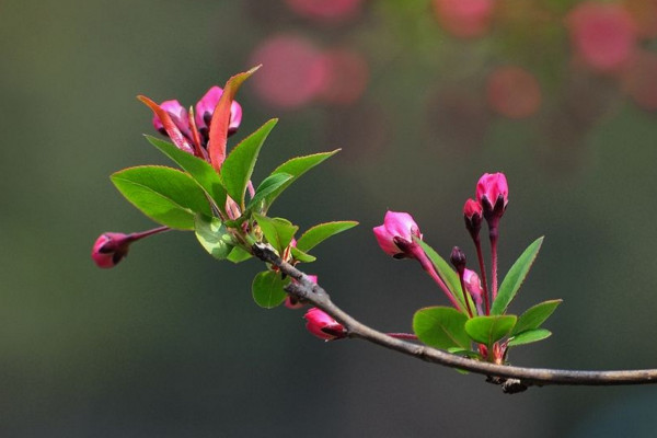 海棠花的養(yǎng)殖方法