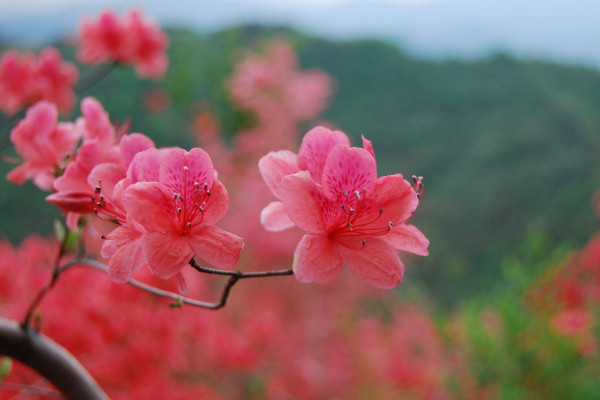 映山紅什么時候移栽好，清明節(jié)前后最佳