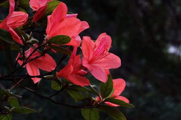 杜鵑花怎么修剪，花期前后疏葉剪殘花