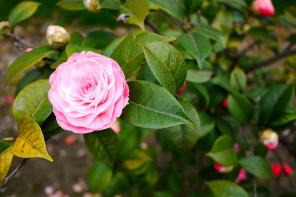 山茶花花語