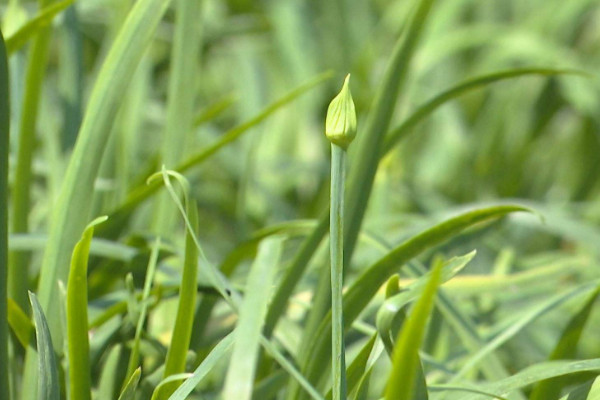 韭菜種植方法，養(yǎng)護(hù)期間記得松土除草