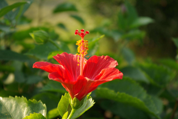 扶桑花養殖方法，在20~30℃下接受溫暖充足的光照