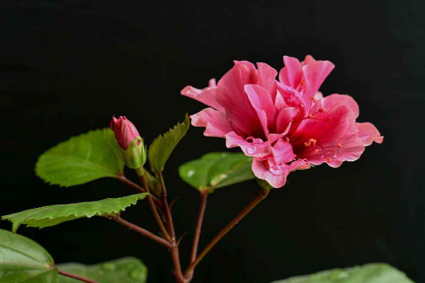 扶桑花養殖方法，在20~30℃下接受溫暖充足的光照