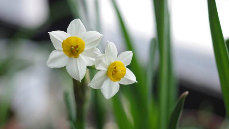 水仙花的養殖方法