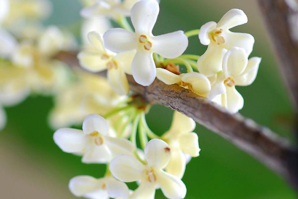 桂花原生跟嫁接的區(qū)別，嫁接桂花比原生價(jià)格貴