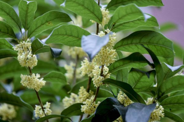 桂花原生跟嫁接的區(qū)別，嫁接桂花比原生價(jià)格貴