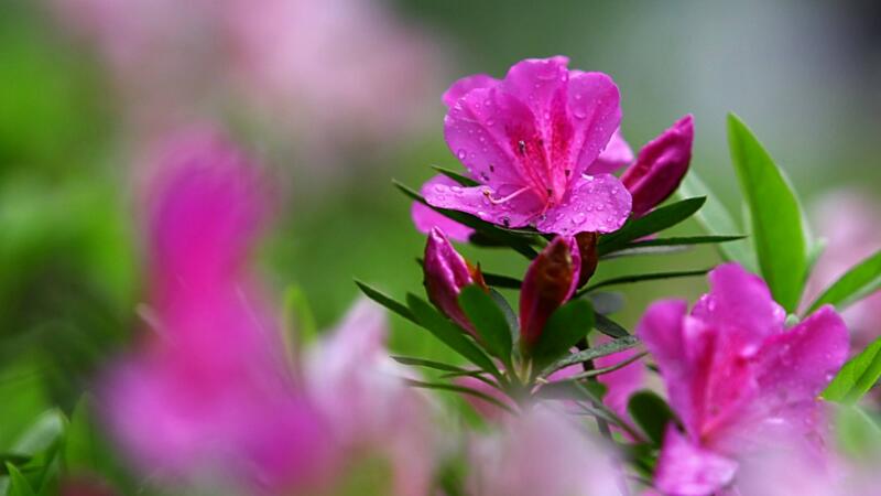 杜鵑花怎么養