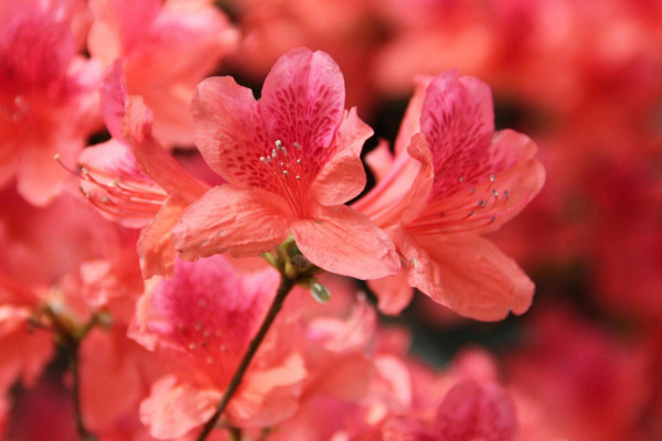 杜鵑花怎么養