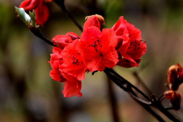 杜鵑花怎么養