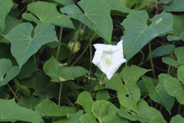 月光花怎么養，保證光照充足并做好保暖措施