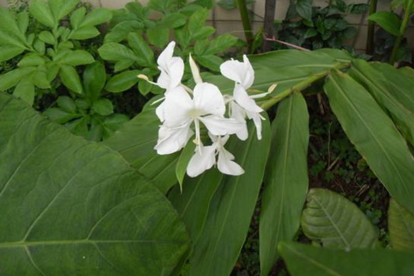 姜花的花語是什么，將記憶永遠留在夏天