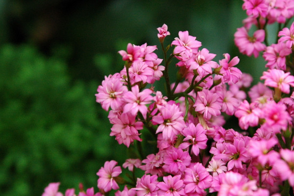 長壽花什么季節開花，春季2~5月綻放