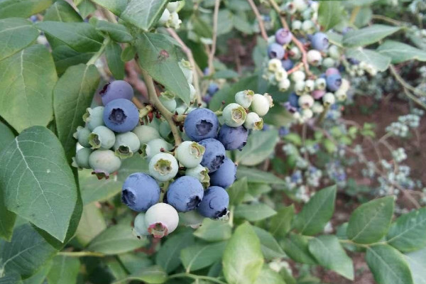 藍莓樹怎么種，水分澆足澆透肥料稀釋后再添加