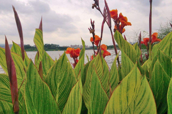 美人蕉怎么養(yǎng)，做好以下幾點讓植株輕松爆盆