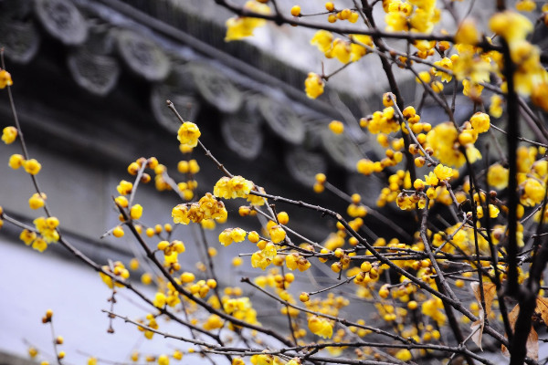 一月開什么花，荷包花/瓜葉菊/松紅梅/臘梅等