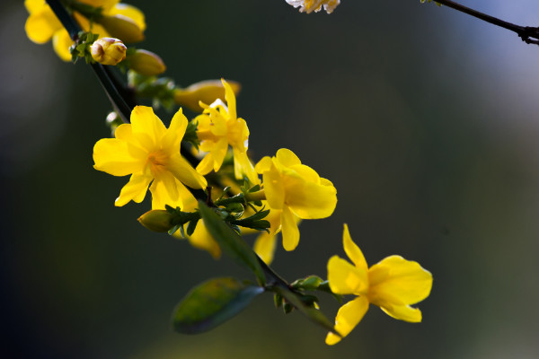 二月開什么花，水仙花/迎春花/獨占春/仙人指等