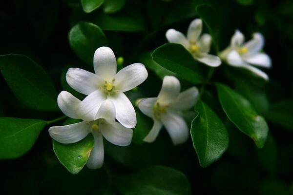 九里香開(kāi)花時(shí)間，在每年的4~8月綻放