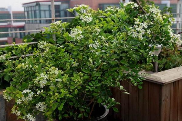 九里香開(kāi)花時(shí)間，在每年的4~8月綻放