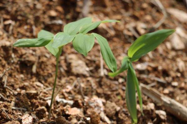 黃精種植技術