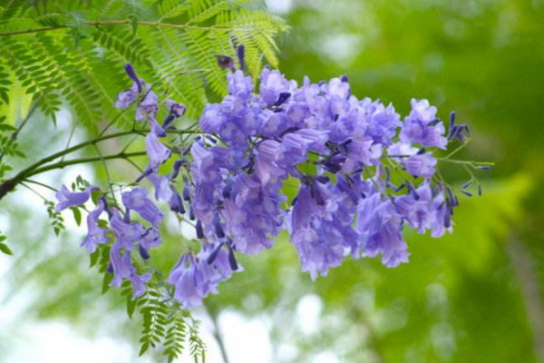 藍花楹的花語，寧靜深遠、抑郁絕望