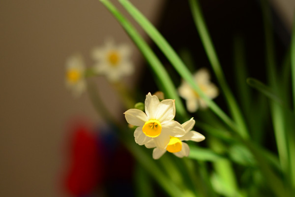 水仙花謝了以后怎樣處理，修剪球莖后埋土養護