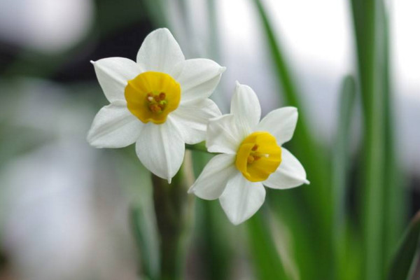 水仙花開完花怎么處理