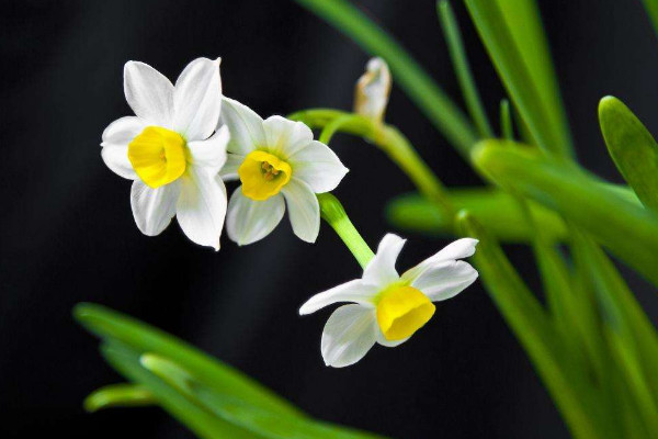 水仙花開完花怎么處理