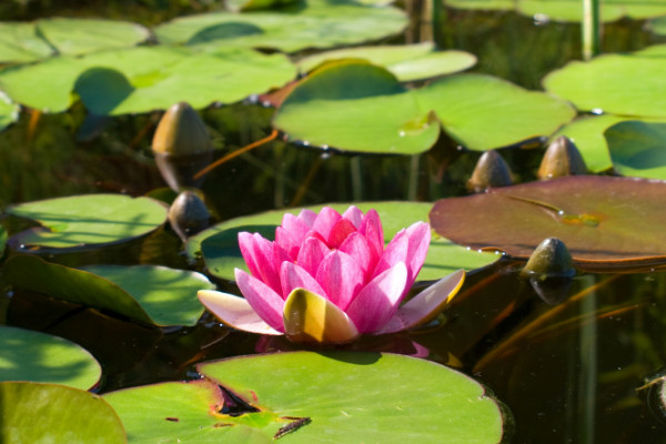 水荷花的養(yǎng)殖方法，明亮充足的光照不可少