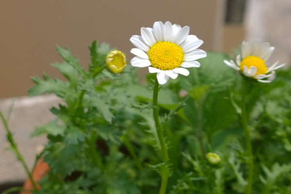 白晶菊怎么種，泡水催芽后再種入土壤里