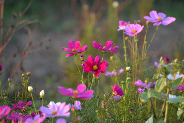 波斯菊發芽后如何管理