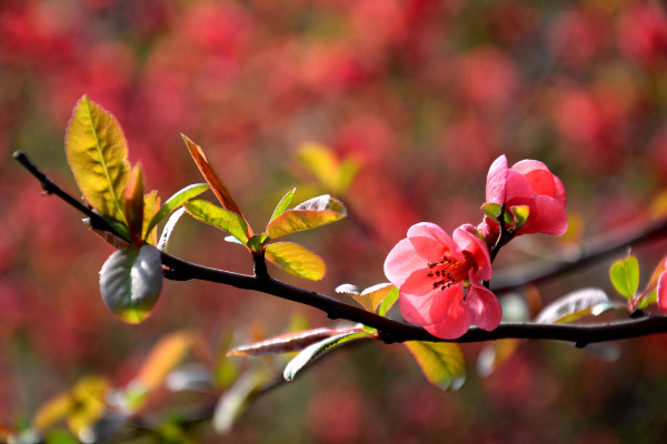 海棠花溪什么時候開花