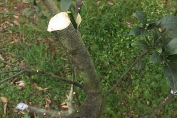 桔子樹嫁接時間和方法