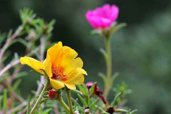 花莖是哪部分